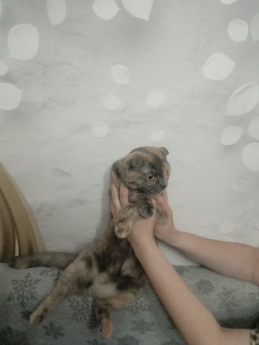 Очаровательная шотландская вислоухая девочка ищет парня