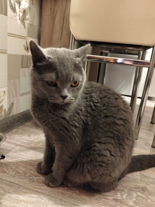 Отдам кота в добрые руки