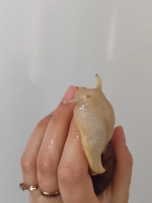 Улитки ахатины продажа