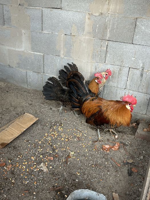 продаю курей породы Брекель