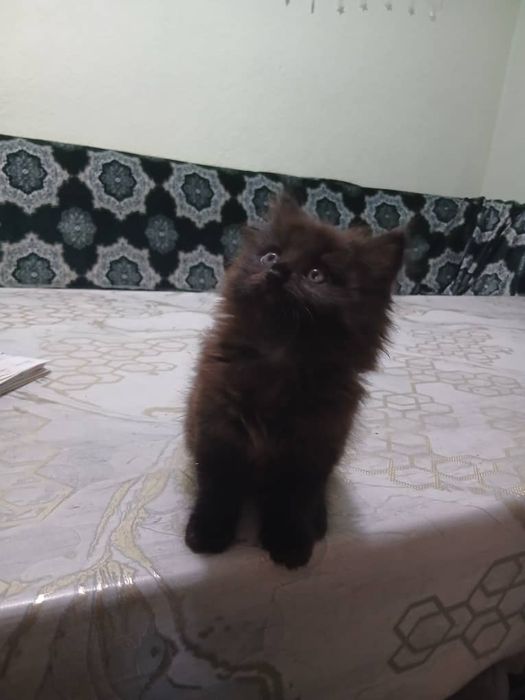 Раздаю дамашних котят в добрые руки