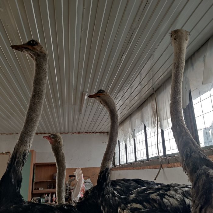Чучело страуса продаю