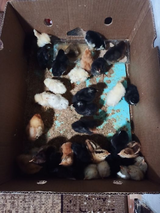 Продавам пилета на 1 седмица 2,3,4,5,6 месеца,яйца и петлета.