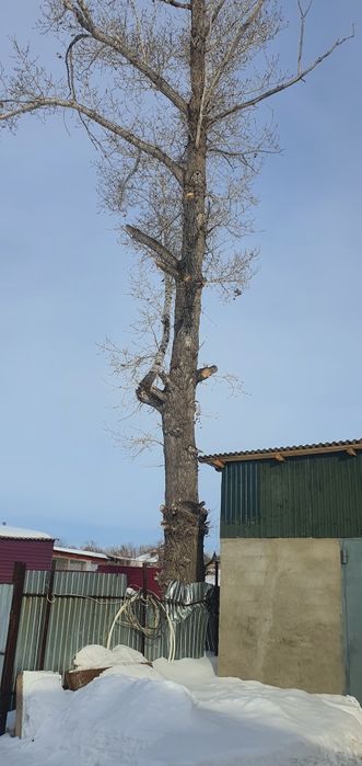 Продам сухой Тополь