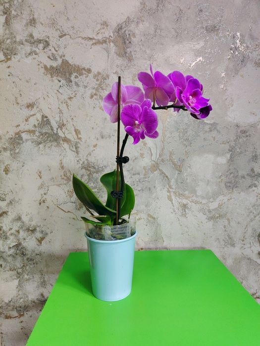 Орхидеи   Азиаты