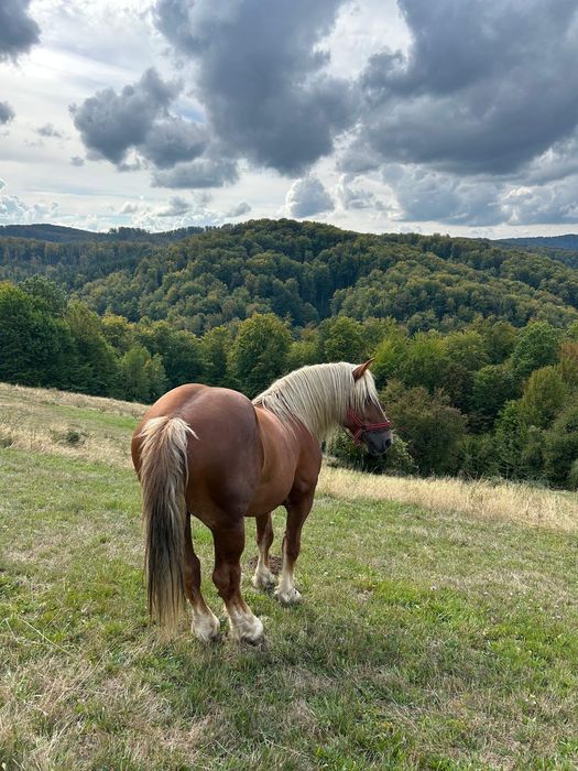 Vând harmasar de 7 ani