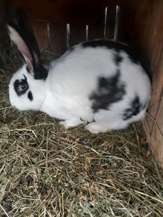 Iepuri uriaș german/belgian mix.