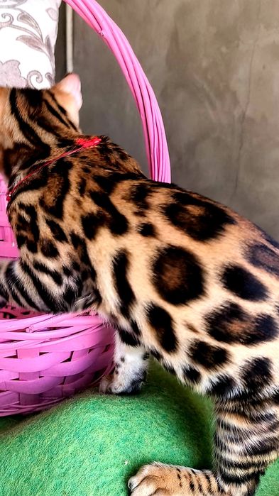 Леопардовые КОТЯТА!