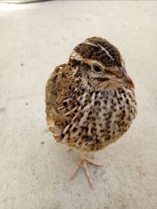 Vand prepelițe japoneze