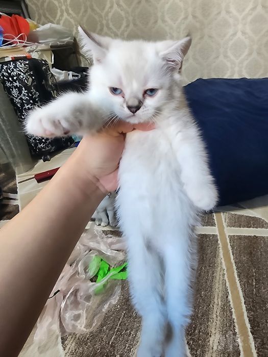 Продаётся котёнок.