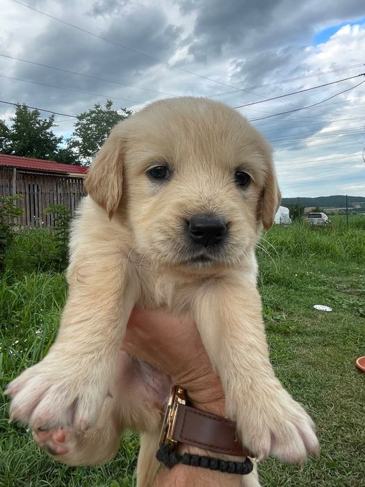 Vând puiuți rasa Golden Retriever