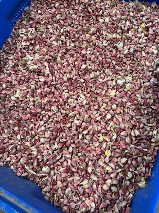 Vand usturoi de samanta