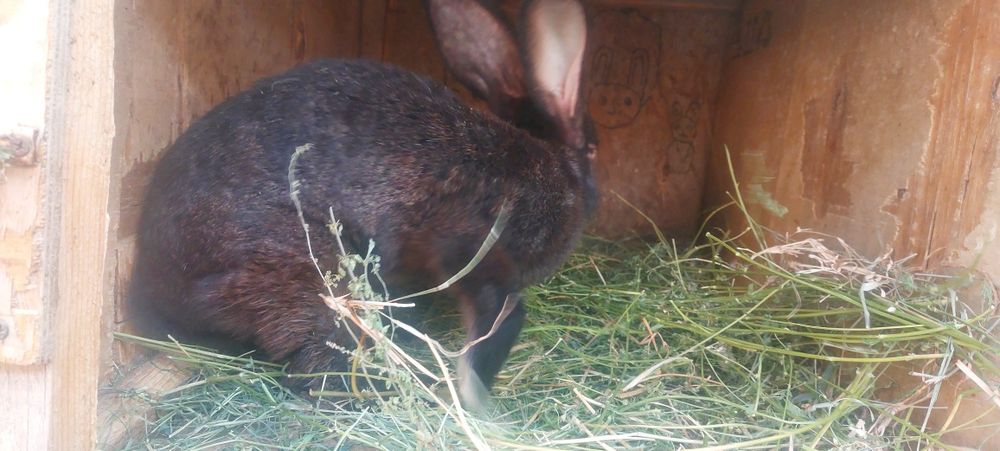 Кролики продаются