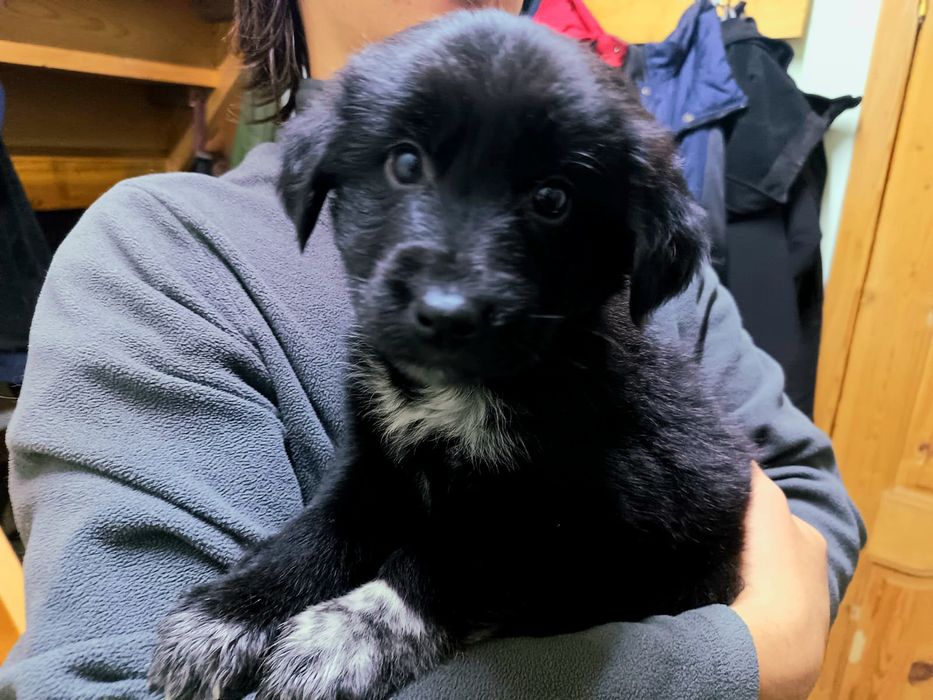 Щенки овчарка почти 2 месяца