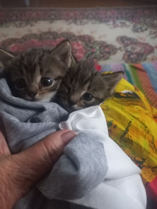 Котята в добрые руки