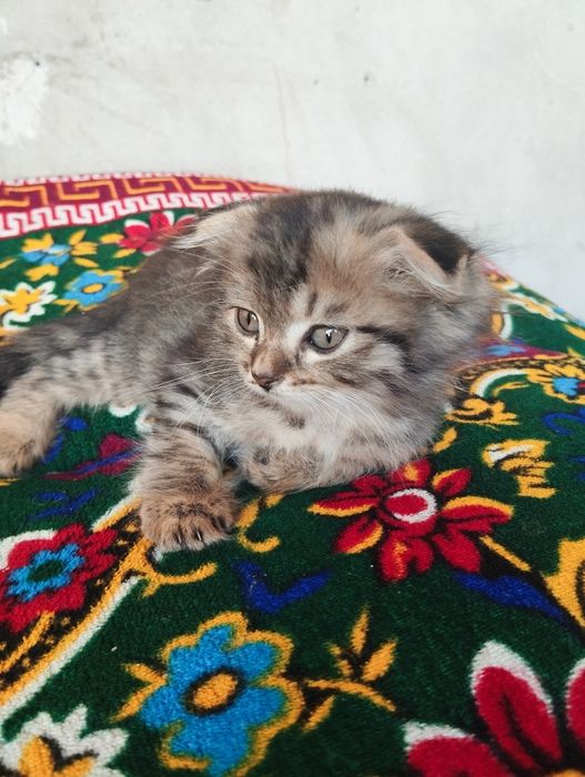 прадается пол мужик 1мил