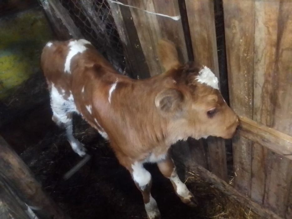 Продам тёлочку 10 дней отррду