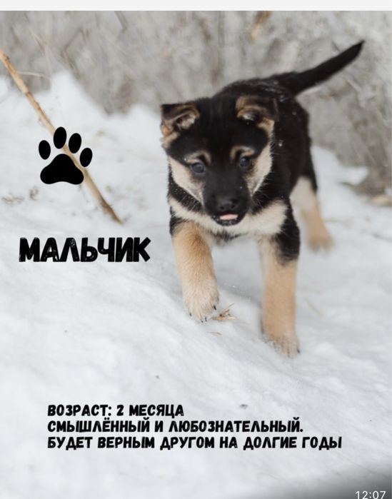 Щенятам срочно нужен дом