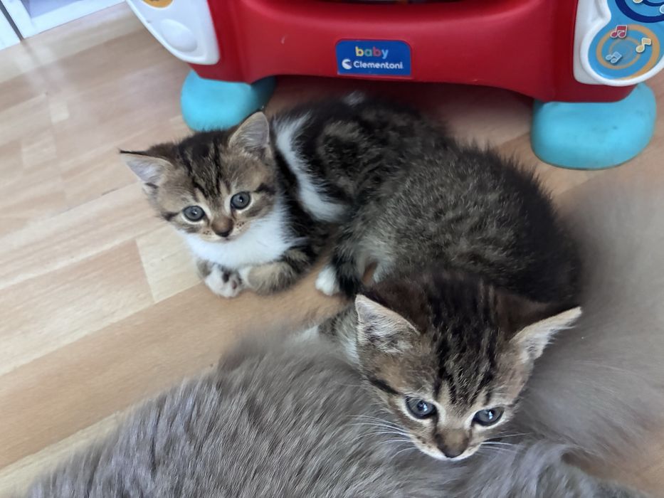 Подарявам котета
