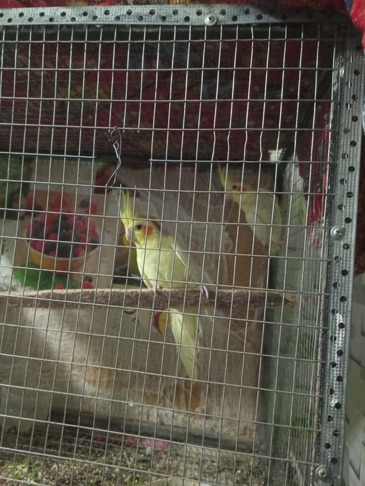 Попугай Корелла продам