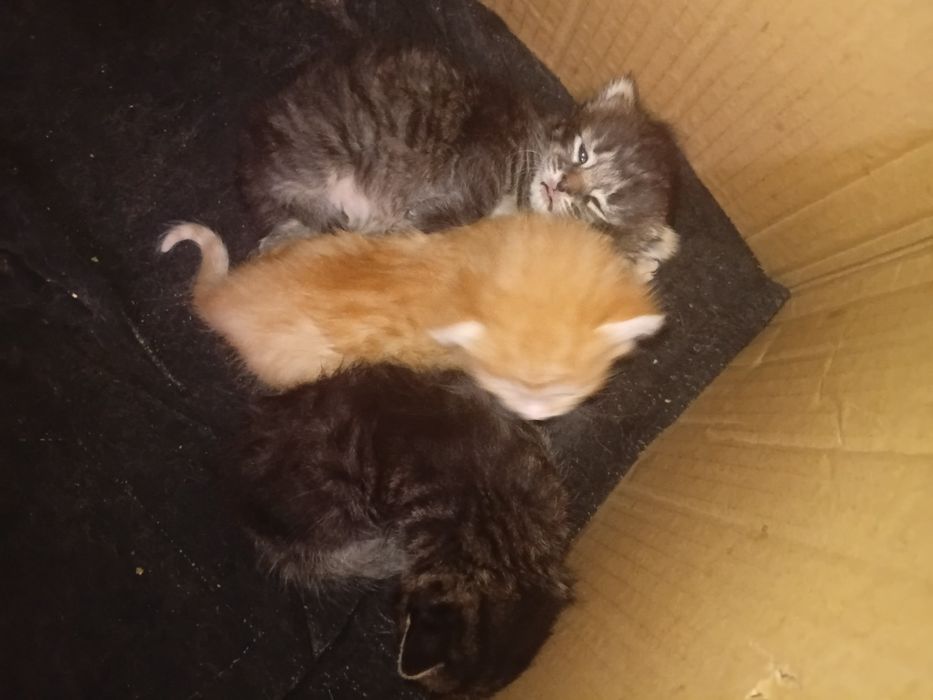 Веслоухие котята