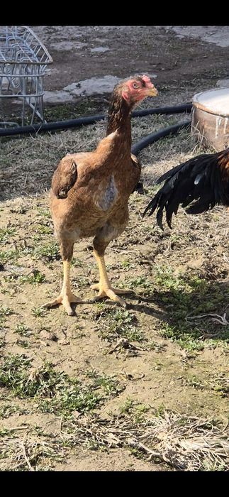 Бойцовый мекен дакан