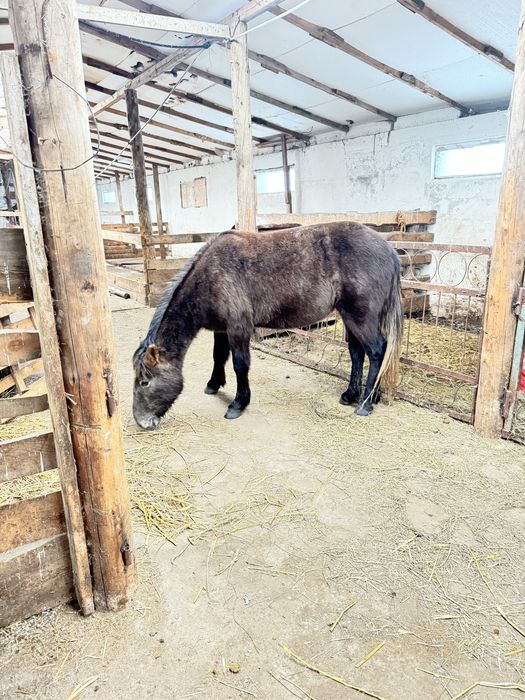 Соғымға жылқылар сатылады