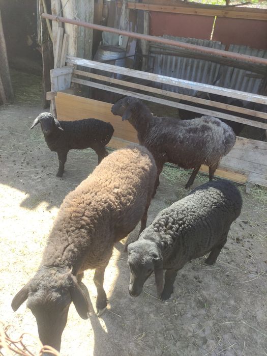 Продаются бараны