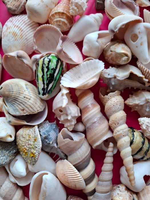 Ракушки морские