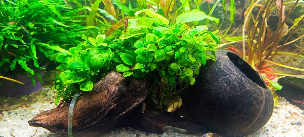 Расписание в аквариум