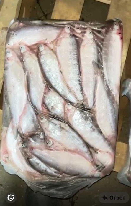 Рыба пелядь замороженная