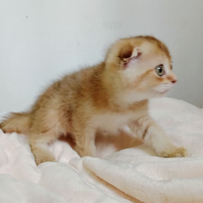 Срочно Девочка Скоттиш фолд золотая Шиншила