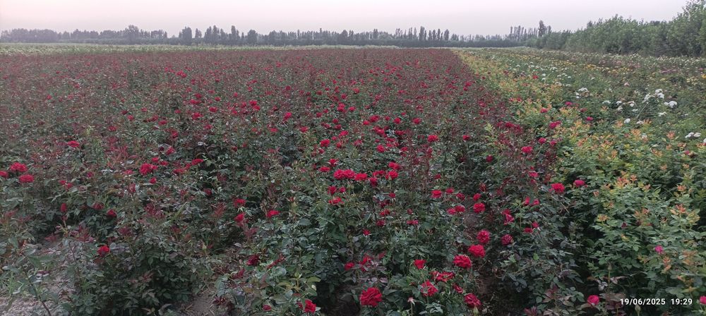 Atirgul koʻchatlari bor sotiladi 16 hil tayor pachkalap koʻmilgan