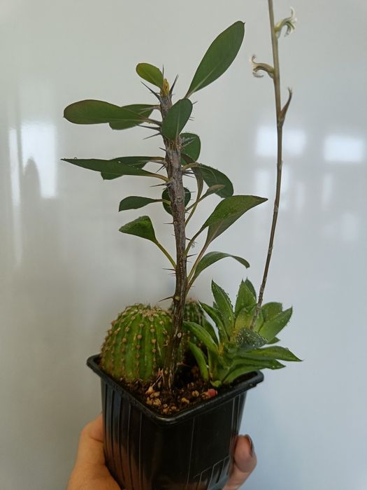 Продам суккуленты