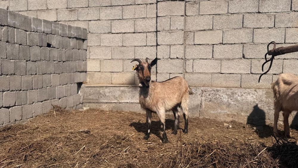 Занен ешкілер орыс