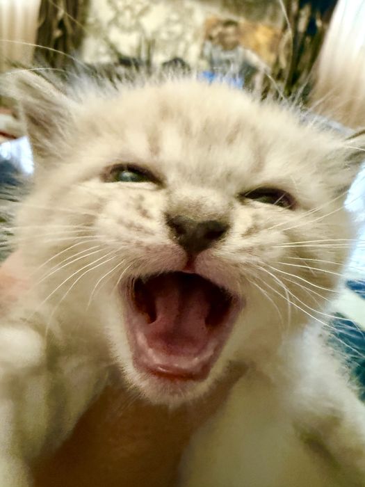 Котята крысоловы
