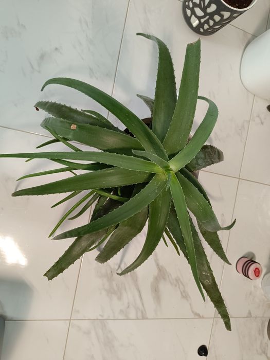 Стайни и градински растения