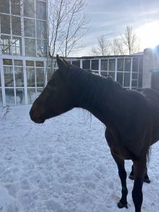 Продам жеребца англо костанай