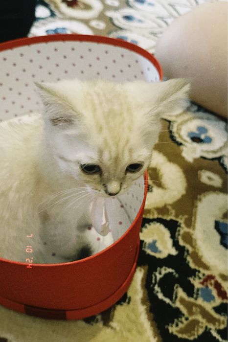 Мысық аты Му’изза өте ерекше есім