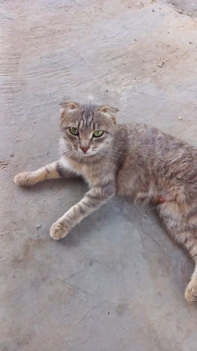 Продам  котят мальчики