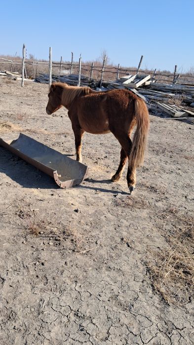 Құнажын байтал сатылады