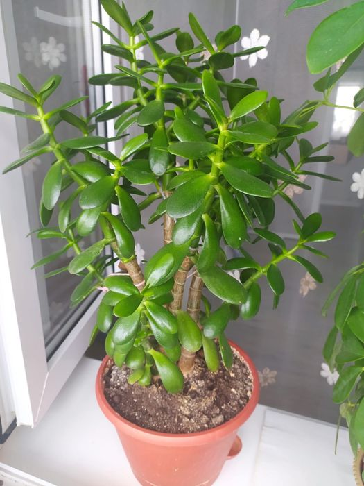 Цветы комнатные 2000 тг