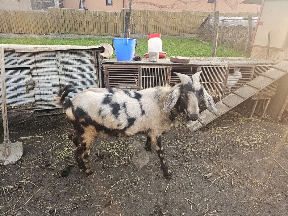 Capra si tap anglo-nubian cu pedigre