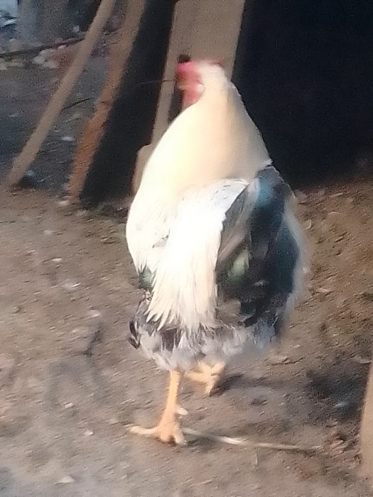 Cocoși de vânzare