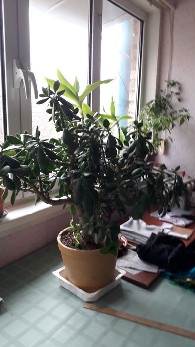 Продаю денежное дерево