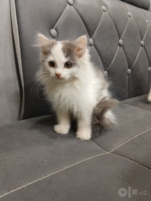 котята в добрые руки, бесплатно