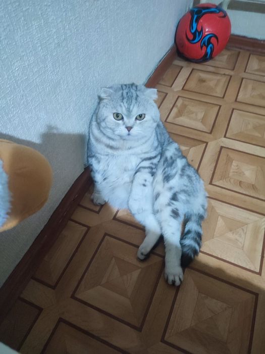 Опытный шотландский кот. Вязка.