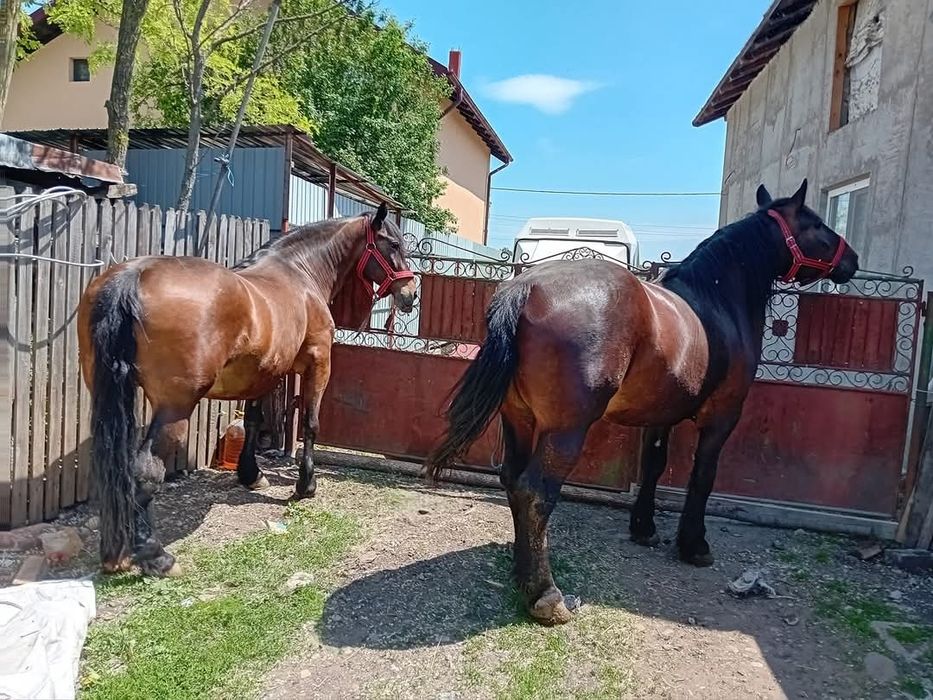 Iapa de 5 ani foarte cuminte nu sperie. de mașini