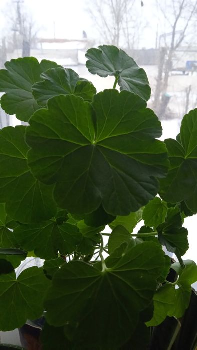 Каланхоэ отдам за 500тенге