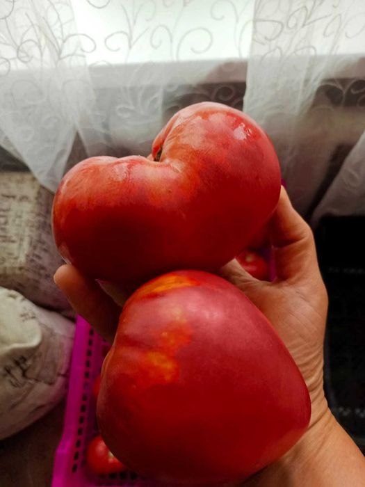 Продам дачные помидоры